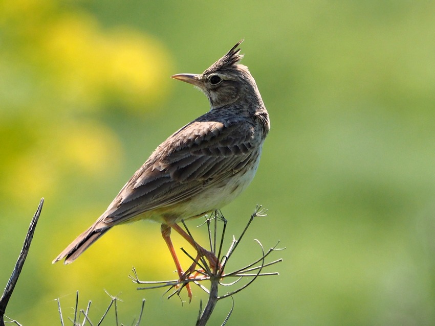 Cappellaccia (Galerida cristata)